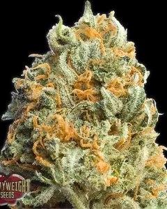 Fully Loaded Auto