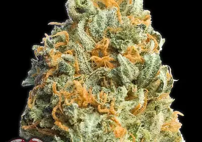 Fully Loaded Auto