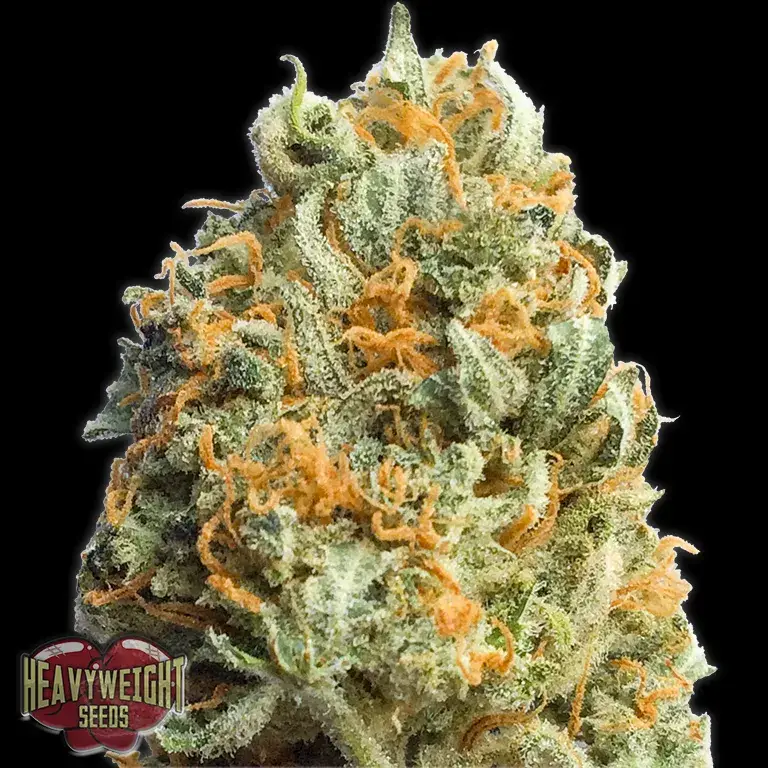 Fully Loaded Auto