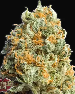Fully Loaded Auto