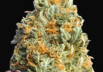 Fully Loaded Auto