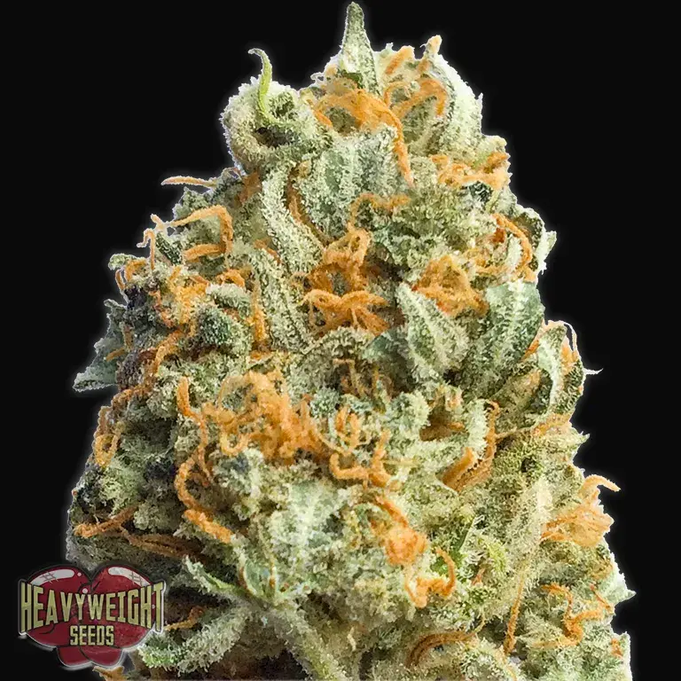Fully Loaded Auto