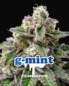 G-Mint