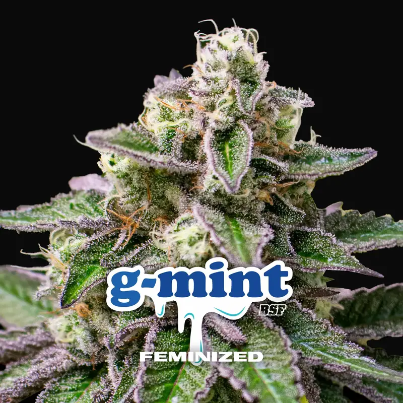 G-Mint
