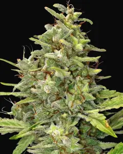 G13 Haze