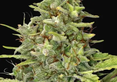 G13 Haze
