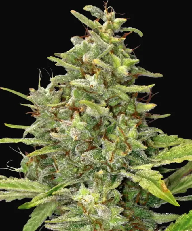 G13 Haze