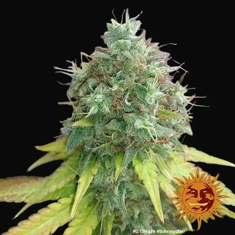 G13 Haze — zdjęcie 2