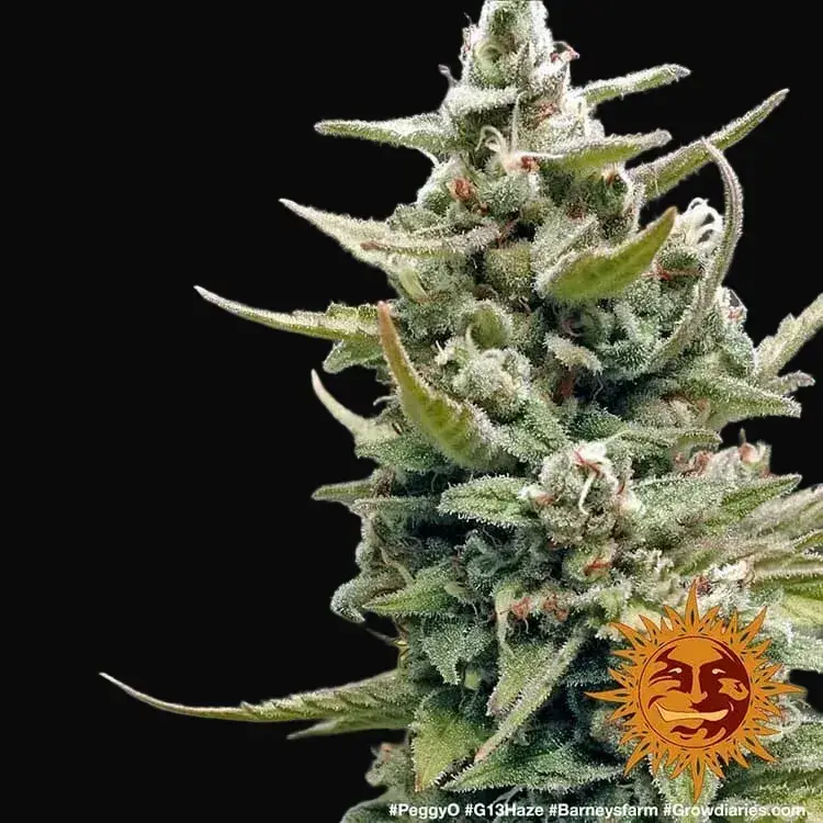 G13 Haze — zdjęcie 4