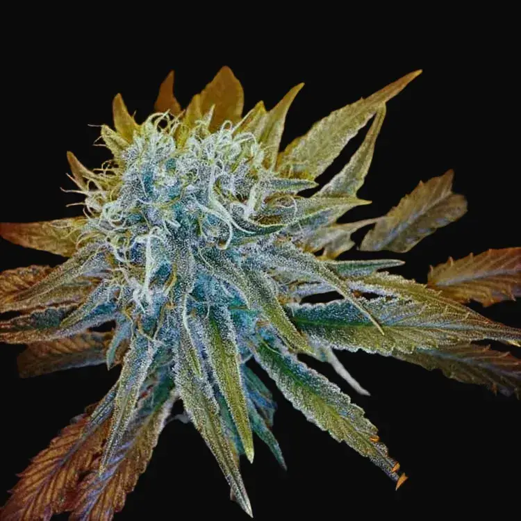 G13 Haze — zdjęcie 3