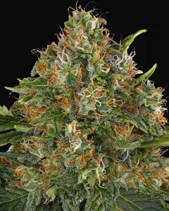G13 Haze - Regular