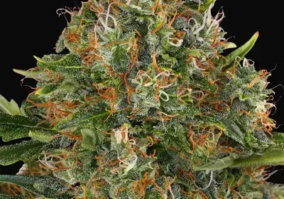 G13 Haze - Regular