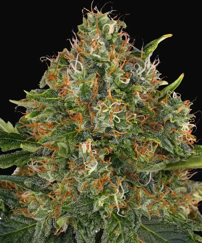 G13 Haze - Regular