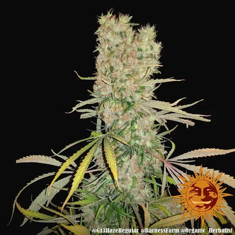 G13 Haze - Regular — zdjęcie 5