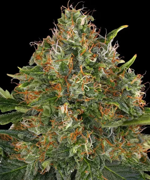 G13 Haze - Regular
