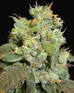 G13 x Widow