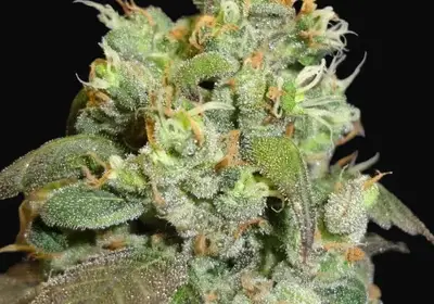 G13 x Widow