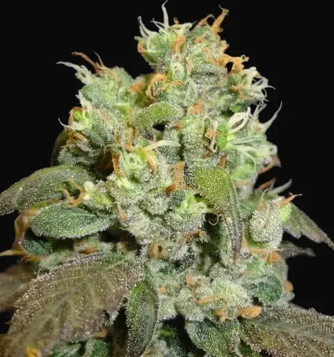 G13 x Widow