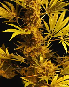 G13 x Haze