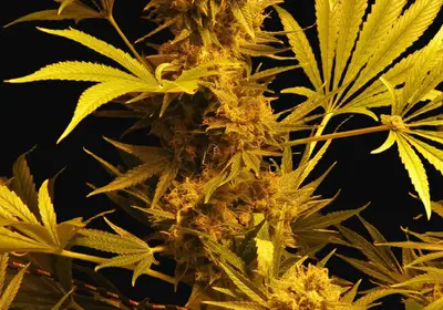 G13 x Haze