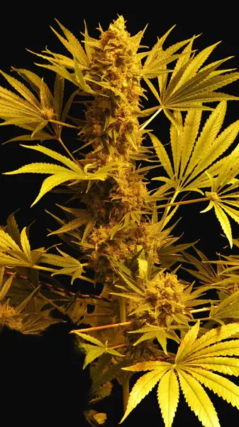 G13 x Haze