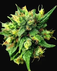 G13 x Skunk