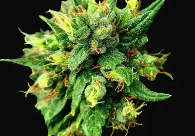G13 x Skunk