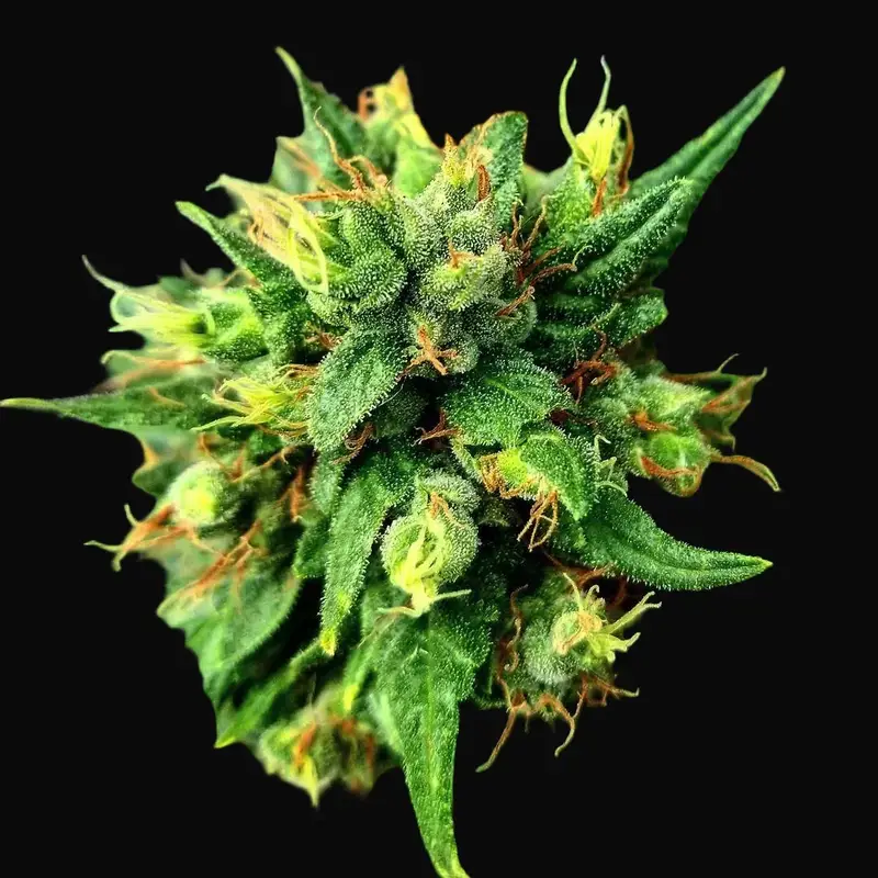 G13 x Skunk