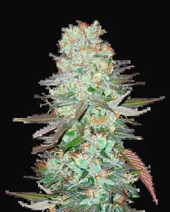 G14 Auto