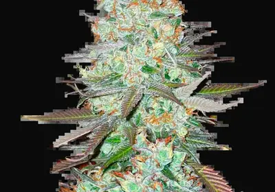 G14 Auto