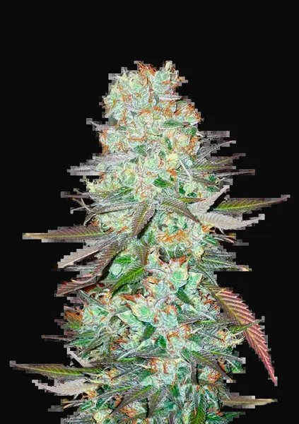 G14 Auto