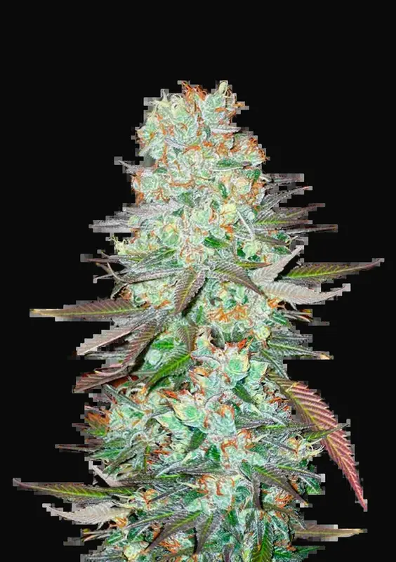 G14 Auto