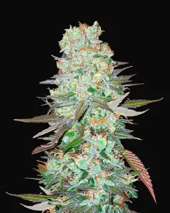 G14 Auto