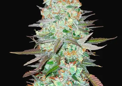 G14 Auto