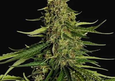 Gaia F1 Auto