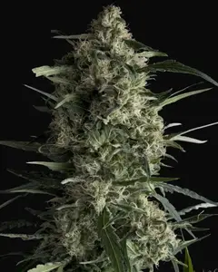 Galaxy CBD