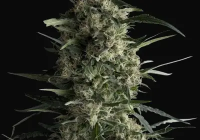 Galaxy CBD