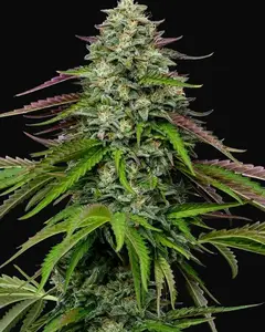 Garlic Budder Auto