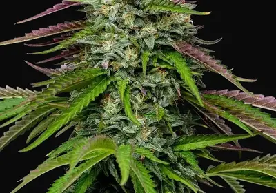 Garlic Budder Auto