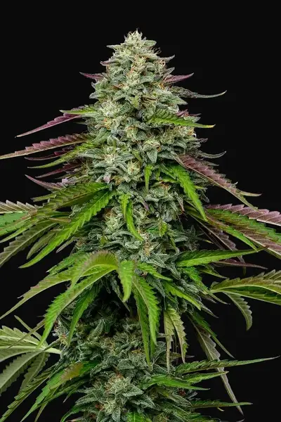 Garlic Budder Auto