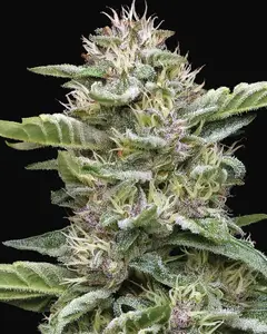 Garlic Budder