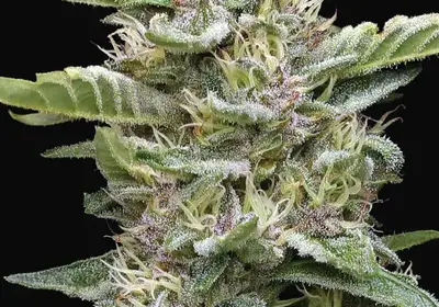 Garlic Budder