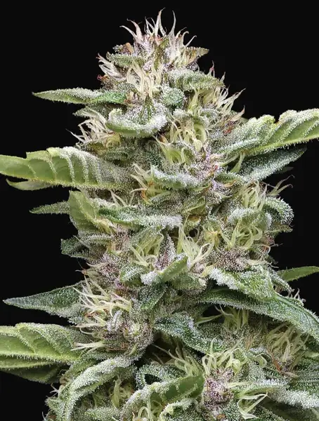 Garlic Budder