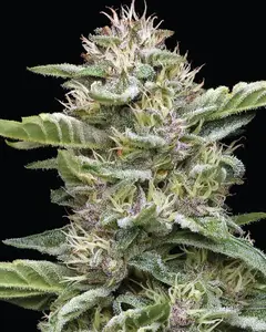 Garlic Budder