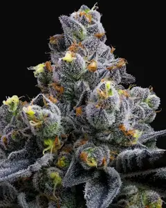 Garlic Cookies
