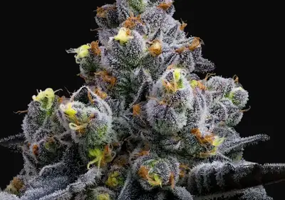 Garlic Cookies