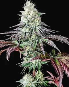 Garlic Cookies