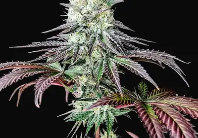 Garlic Cookies