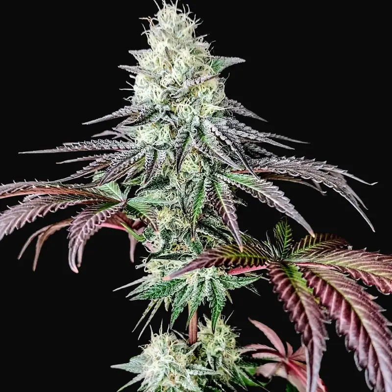 Garlic Cookies