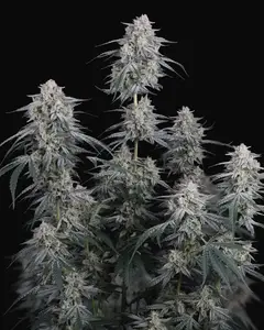 Garlic Mint Sherbet Auto